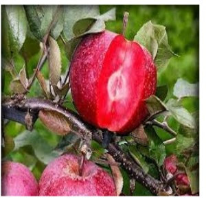 نهال سیب خونی