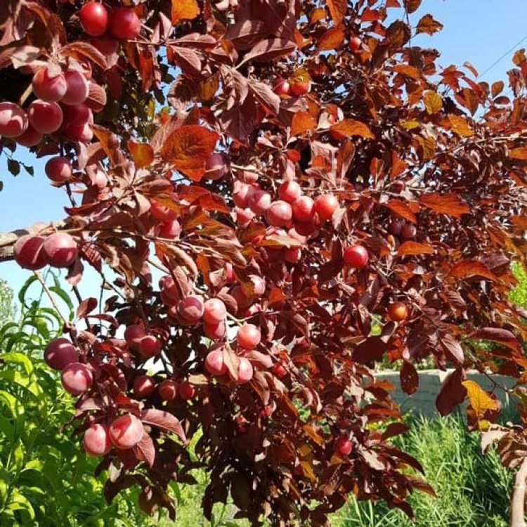 نهال آلوچه برگ قرمز