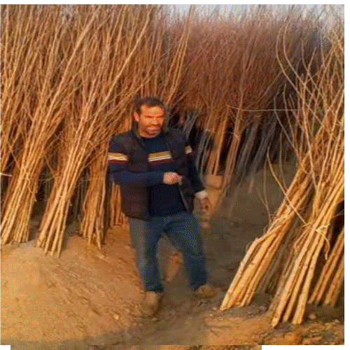 نهال آلبالو اسرائیلی